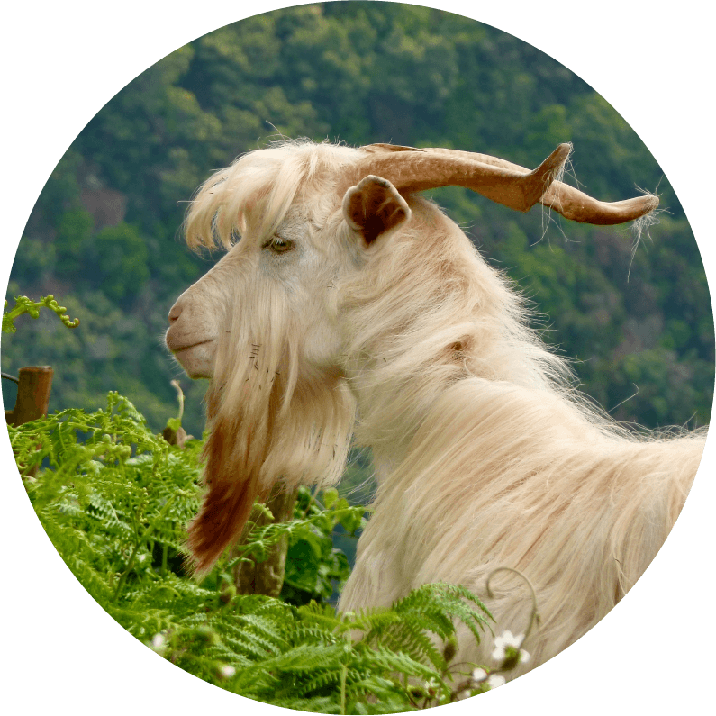 加水分解ケラチン（カシミヤヤギ）