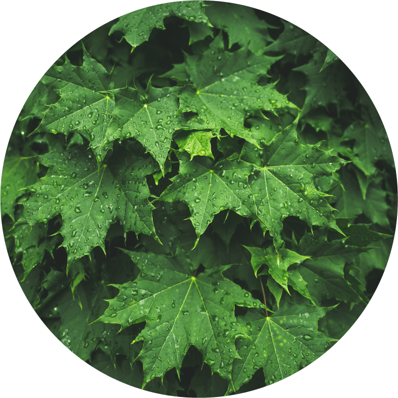 サトウカエデ樹液